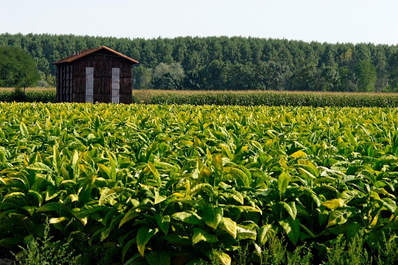 Histoire Du Tabac D couvrez L origine De Cette Plante Histoire Du Tabac D couvrez L origine De Cette Plante
